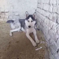 سگ هاسکی