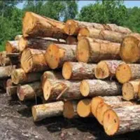 خدمات کشاورزی. برش درختان . هرس درختان . پیوند