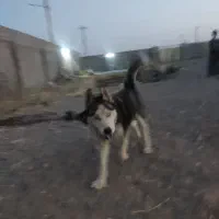 هاسکی|سگ|تربت جام, کشتارگاه|دیوار