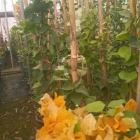 گل کاغذی|گل و گیاه طبیعی|محلات, |دیوار