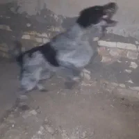 سگ قهدریجان