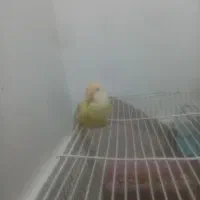 کوتوله برزیلی دستی معاوضه یا فروش|پرنده|بندرعباس, |دیوار