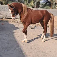 اسب|اسب و تجهیزات اسب‌سواری|عنبرآباد, |دیوار