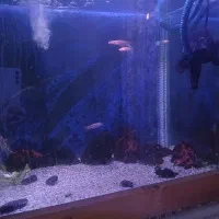 اکواریوم زیبا|ماهی|قم, باغ کرباسی|دیوار