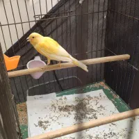 قناری نر پرتقالی سفت بخون|پرنده|قم, نیروگاه|دیوار