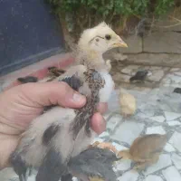 جوجه پاپر اصل