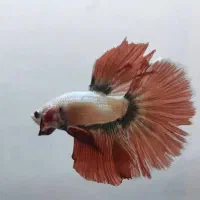 ماهی فایتر هافمون|ماهی|تهران, سهروردی|دیوار