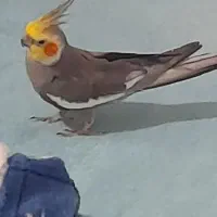سیم کارت ایرانسل ۰۹۳۶۴۵۴۵۵۶۶و۰۹۳۵۵۲۱۲۱۹۵