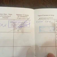 سگ خانگی|سگ|پرند, فاز ۵|دیوار