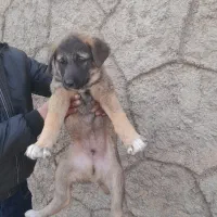 سراب|سگ|تبریز, |دیوار