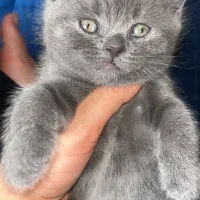 گربه اصیل اسکاتیش فولد بریتیش بلو|گربه|شیراز, جانبازان|دیوار