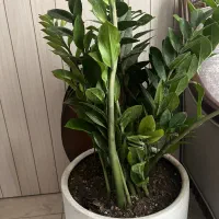 زاموفیلیا بزرگ|گل و گیاه طبیعی|گرگان, |دیوار