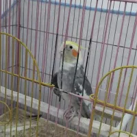 عروس هلندی (نر)