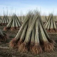 نهالستان قطب صنوبر در غرب کشور تظمینی درجه یک|خدمات باغبانی و درختکاری|مهاباد (آذربایجان غربی), |دیوار