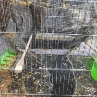 ۴تا جوجه عروس هلندی