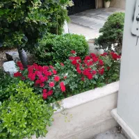 خدمات باغبانی وهرس کاری در تمام نقاط کرج|خدمات باغبانی و درختکاری|کرج, گوهردشت|دیوار