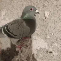 دو عدد دوبر ماده سرول دمیری