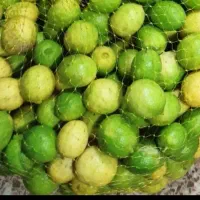 ل.ی.م.و تازه و با کیفیت
