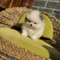 واگذاری تعدادی سگ فنجانی|سگ|کلاردشت, |دیوار