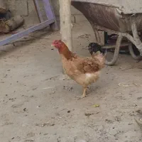 مرغ لری اصل