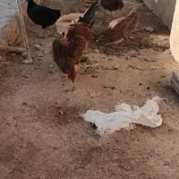 فروش مرغ و خروس محلی