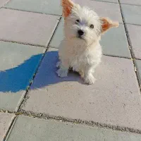 توله مالتیز