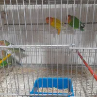 .کوتوله برزیلی سالم و سرحال.