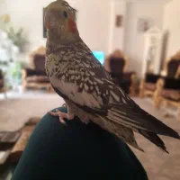 عروس هلندی نر ۵ ماهه|پرنده|اصفهان, شهرک زاینده رود|دیوار