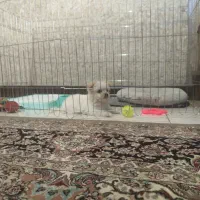 سگ نژادمالتیپو|سگ|قدس, شهرقدس|دیوار