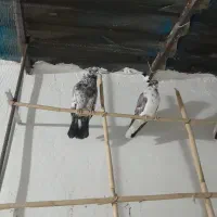 کبوتر کاکلی|پرنده|فاضل آباد, |دیوار