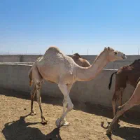 شتر بلوون نژاد دار سفید