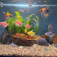 فروش ماهی انجل