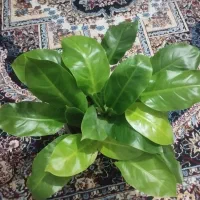 گل و گیاه اپارتمانی|گل و گیاه طبیعی|گلبهار, شهر جدید گلبهار|دیوار