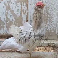 خروس گلین|حیوانات مزرعه|یزد, |دیوار