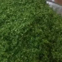 خرد کردن سبزی و پاک کردن سبزی و آبگیری سمنو