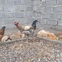 یک عدد خروس کاکول دار