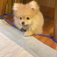 پامر نر ۳ ماهه