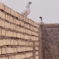 پرنده|پرنده|شادگان, |دیوار