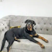 روتوایلر ۶ ماهه ماده