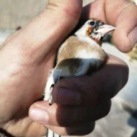 جوجه سهره نر چونه سفید نیم تخت