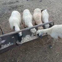 ۶ عدد گوسفند