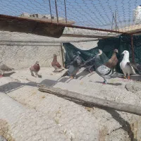 ۱۰عدد پلاکی چنگنده  نر