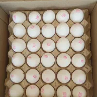 تخم مرغ سفید