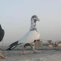 کبوتر