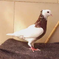 کبوتر گم شده|حیوانات|بیرجند, |دیوار