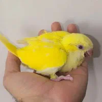 جوجه راهب سرلاکی