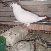 نر راست دم|پرنده|زاهدان, |دیوار