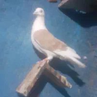 کفتر