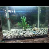 آکواریوم شرکتی شیشه خم|ماهی|قم, مسجد امام حسن|دیوار