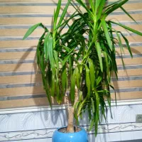 فروش گل یوگا بزرگ